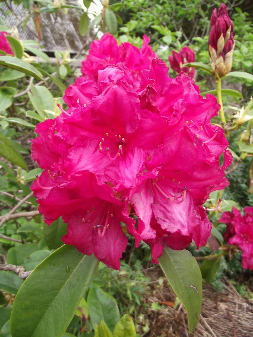 'Bagshot Ruby'